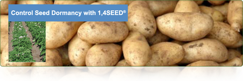 14 Seed